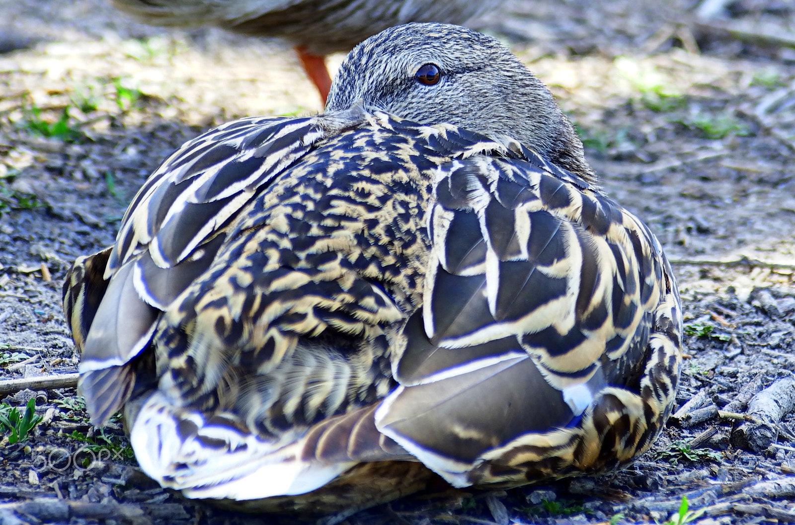 YI TECHNOLOGY M1 sample photo. Watchful eye photography