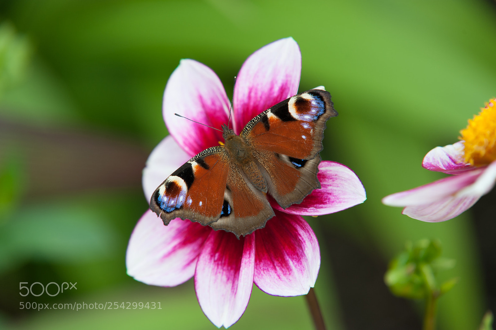 Nikon D700 sample photo. Aglais io photography