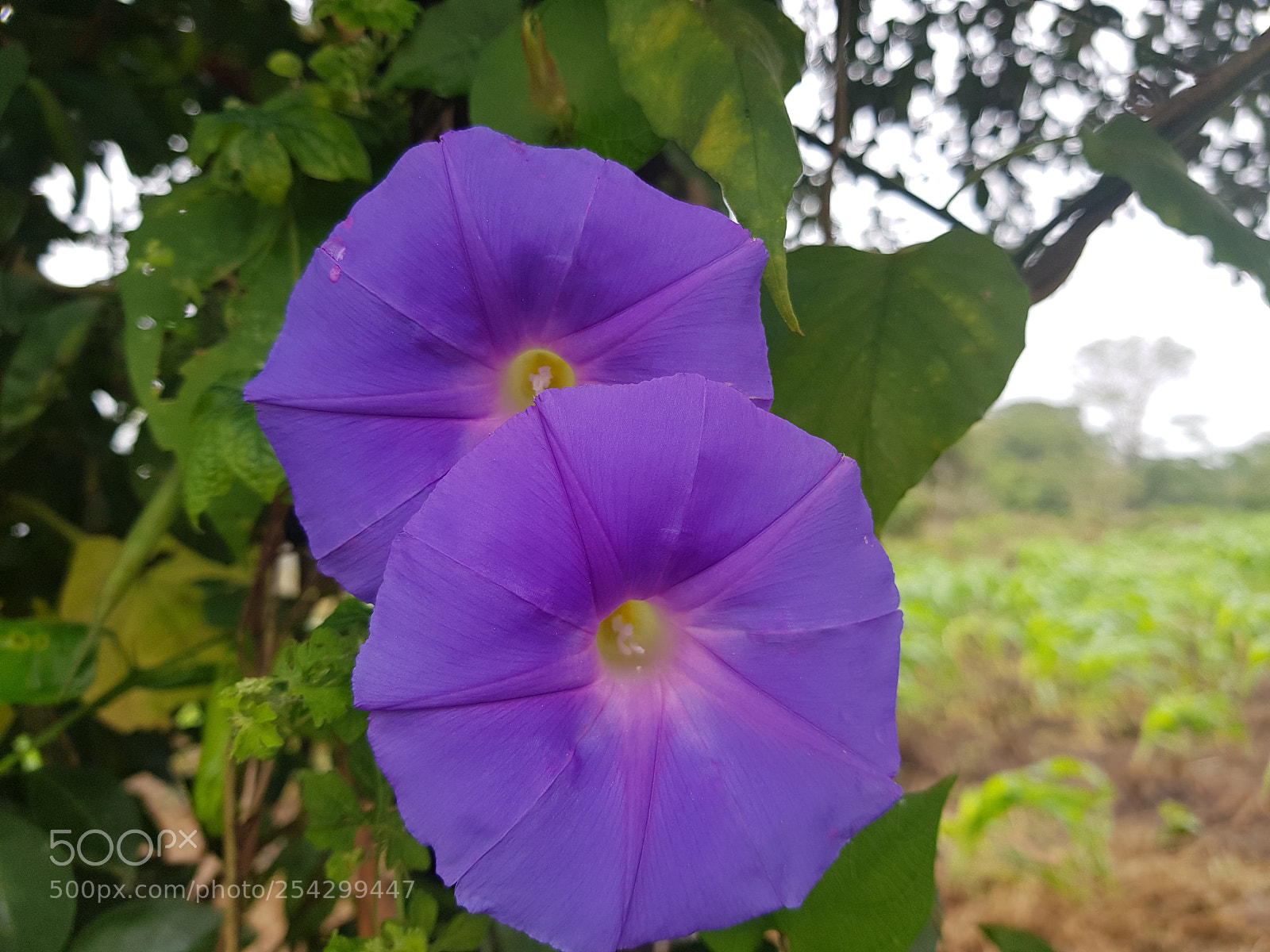 Samsung Galaxy S8+ sample photo. Campanas photography