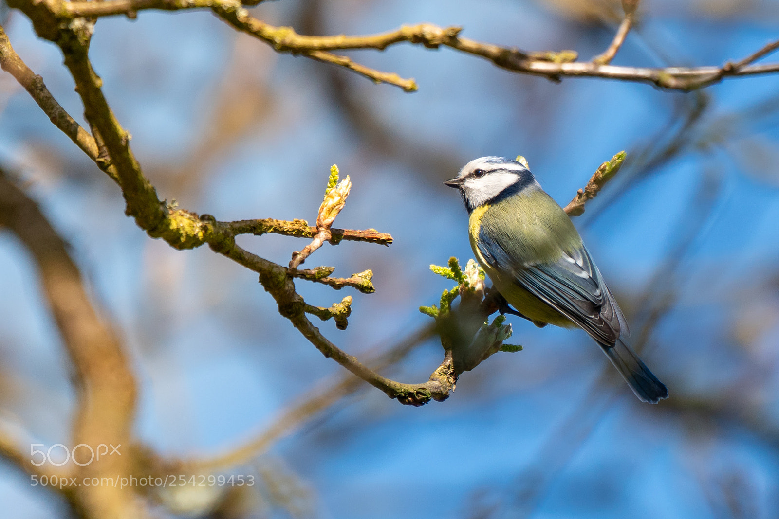 Sony a7R III sample photo. Bird watching photography