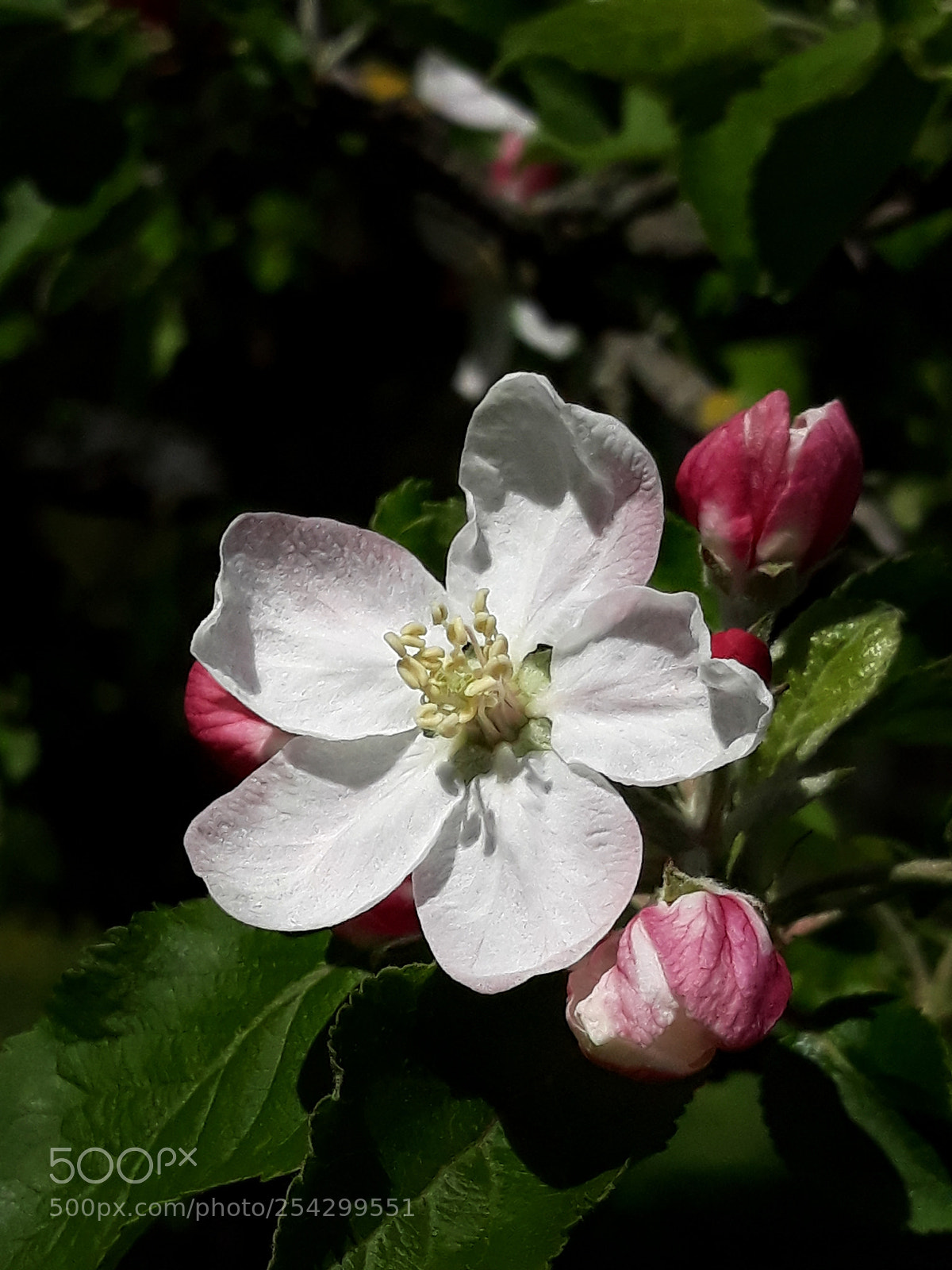 Samsung Galaxy J5 sample photo. Apfelblüte photography