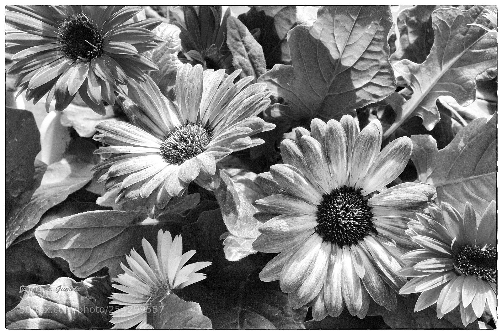 Sony SLT-A65 (SLT-A65V) sample photo. Flower art in b photography