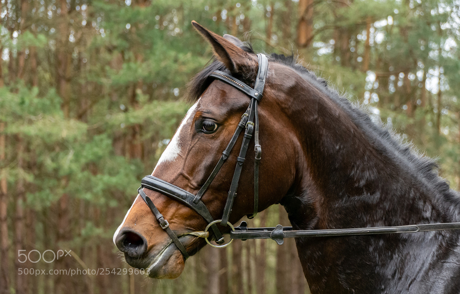 Nikon D7200 sample photo. Blackhorse photography