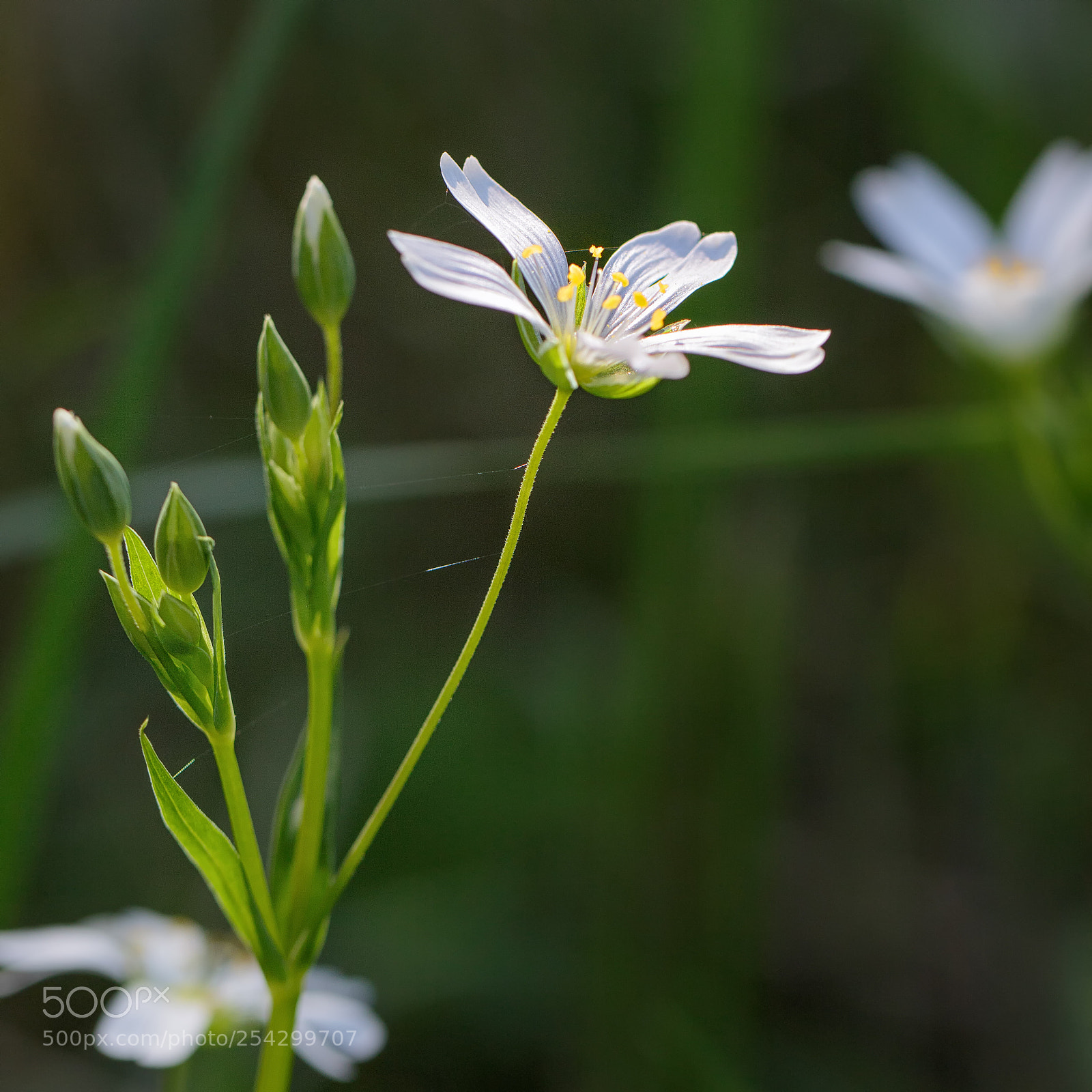 Canon EOS 7D Mark II sample photo. Ka photography