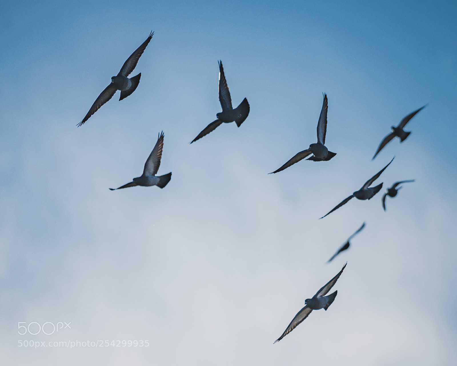 Sony a7R III sample photo. Bird group photography