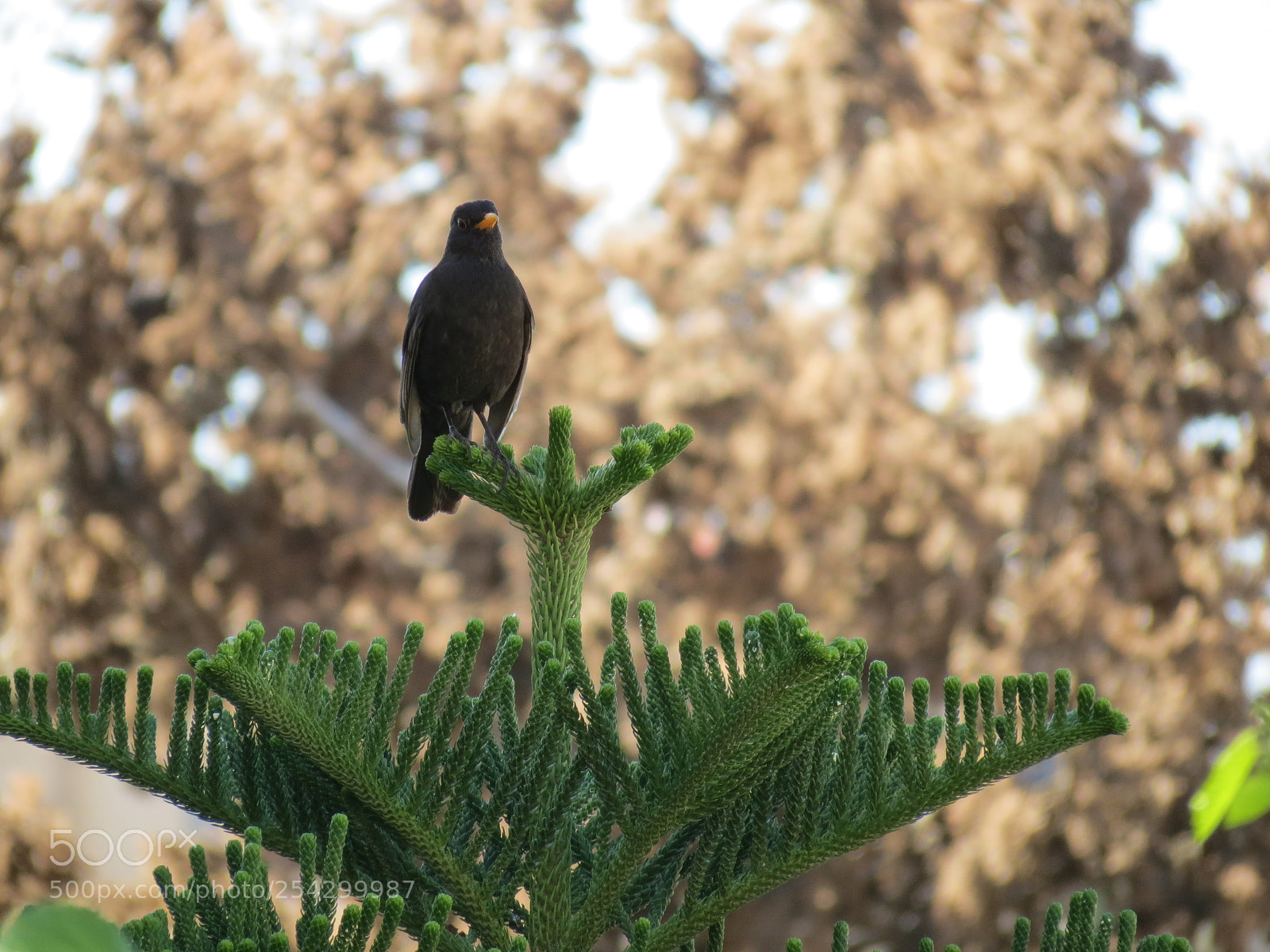 Canon PowerShot SX40 HS sample photo. On top photography