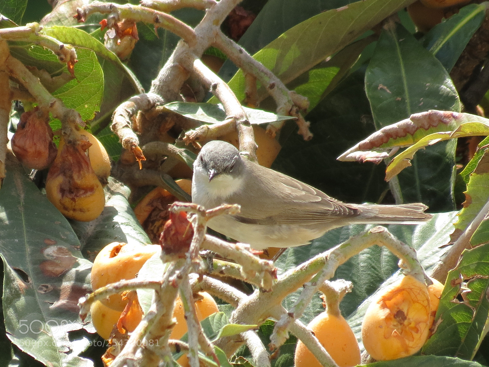 Canon PowerShot SX40 HS sample photo. Breakfast photography