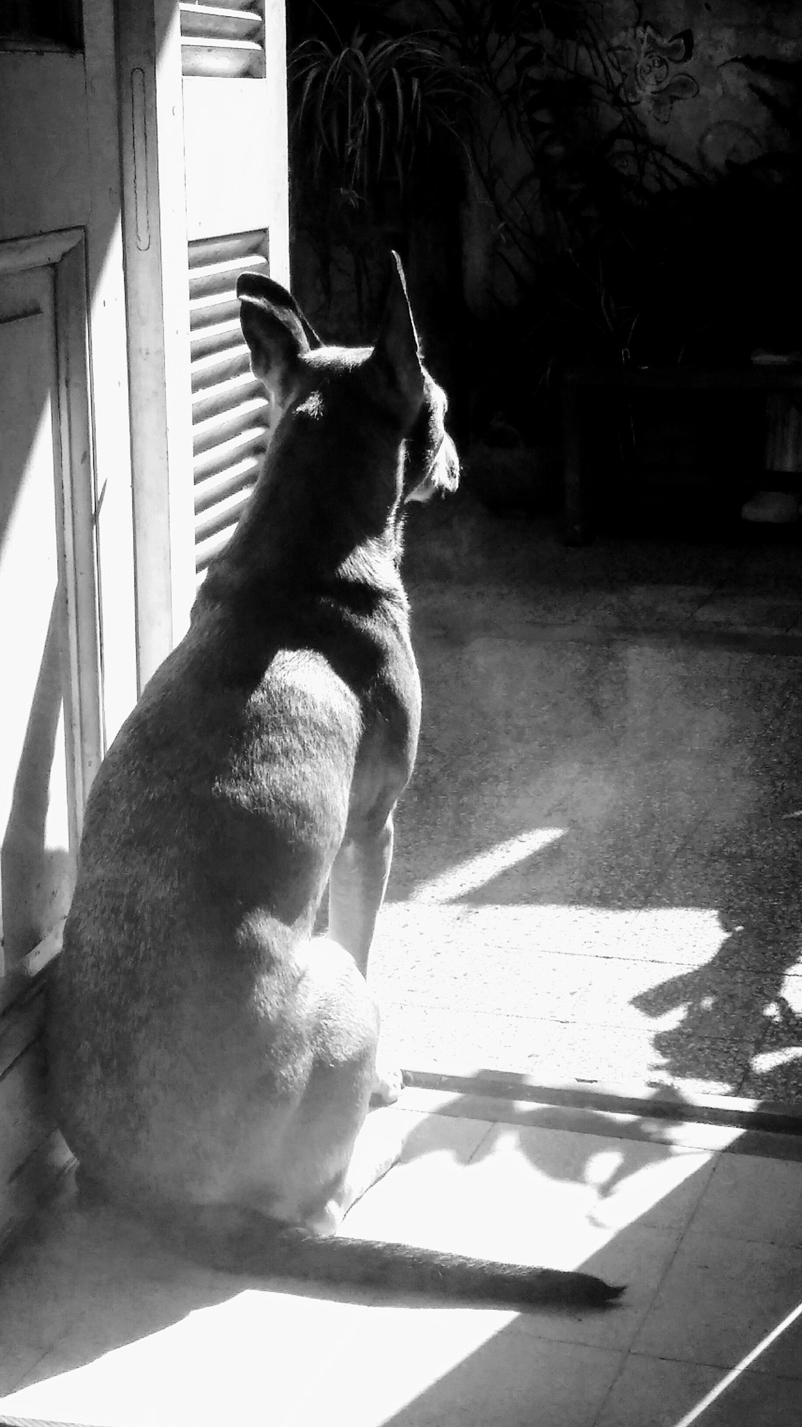 Motorola Moto G Play sample photo. Dog looking southeast photography