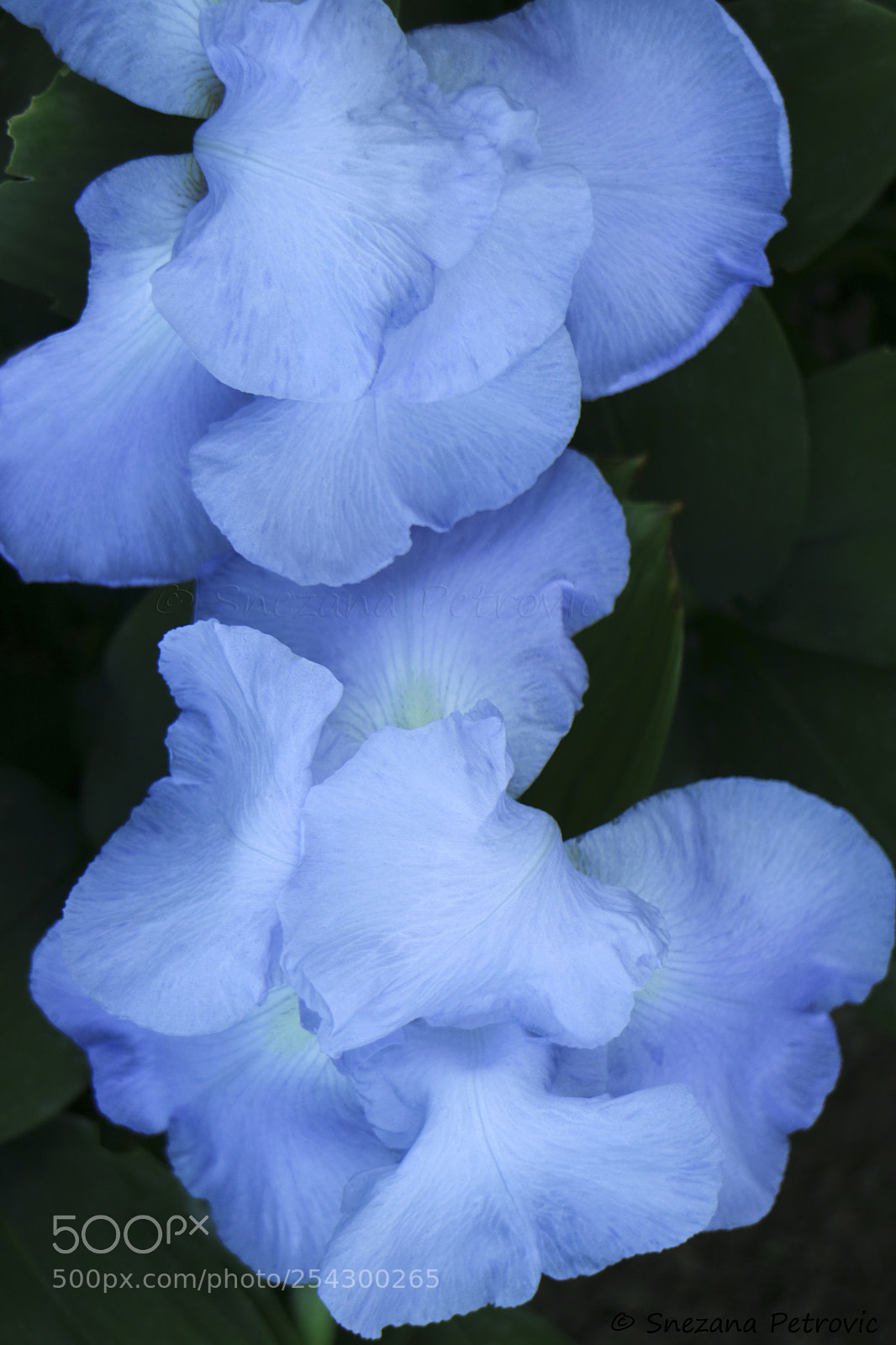 Canon EOS M3 sample photo. Blue iris photography