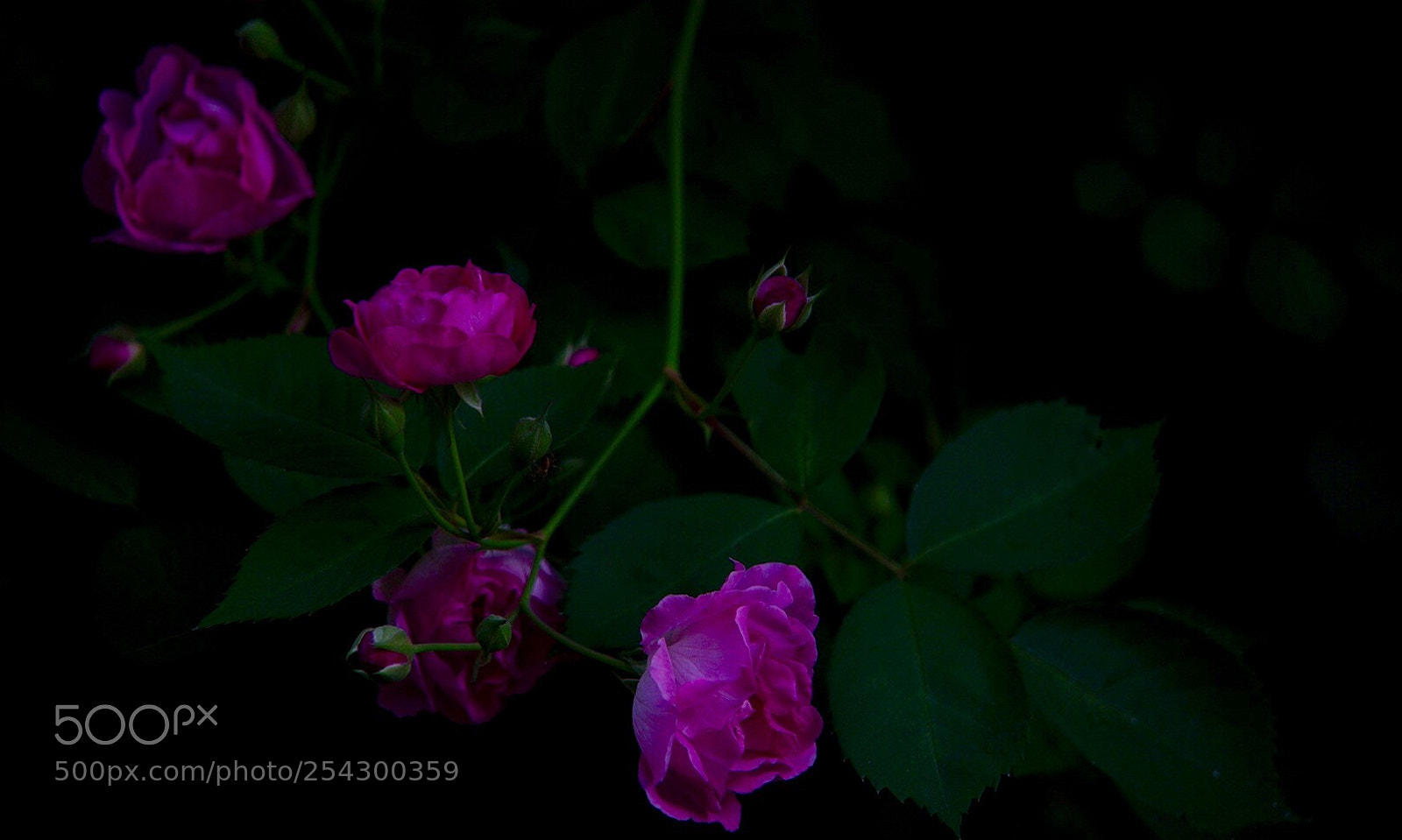 Sony a7 II sample photo. 艳丽 photography