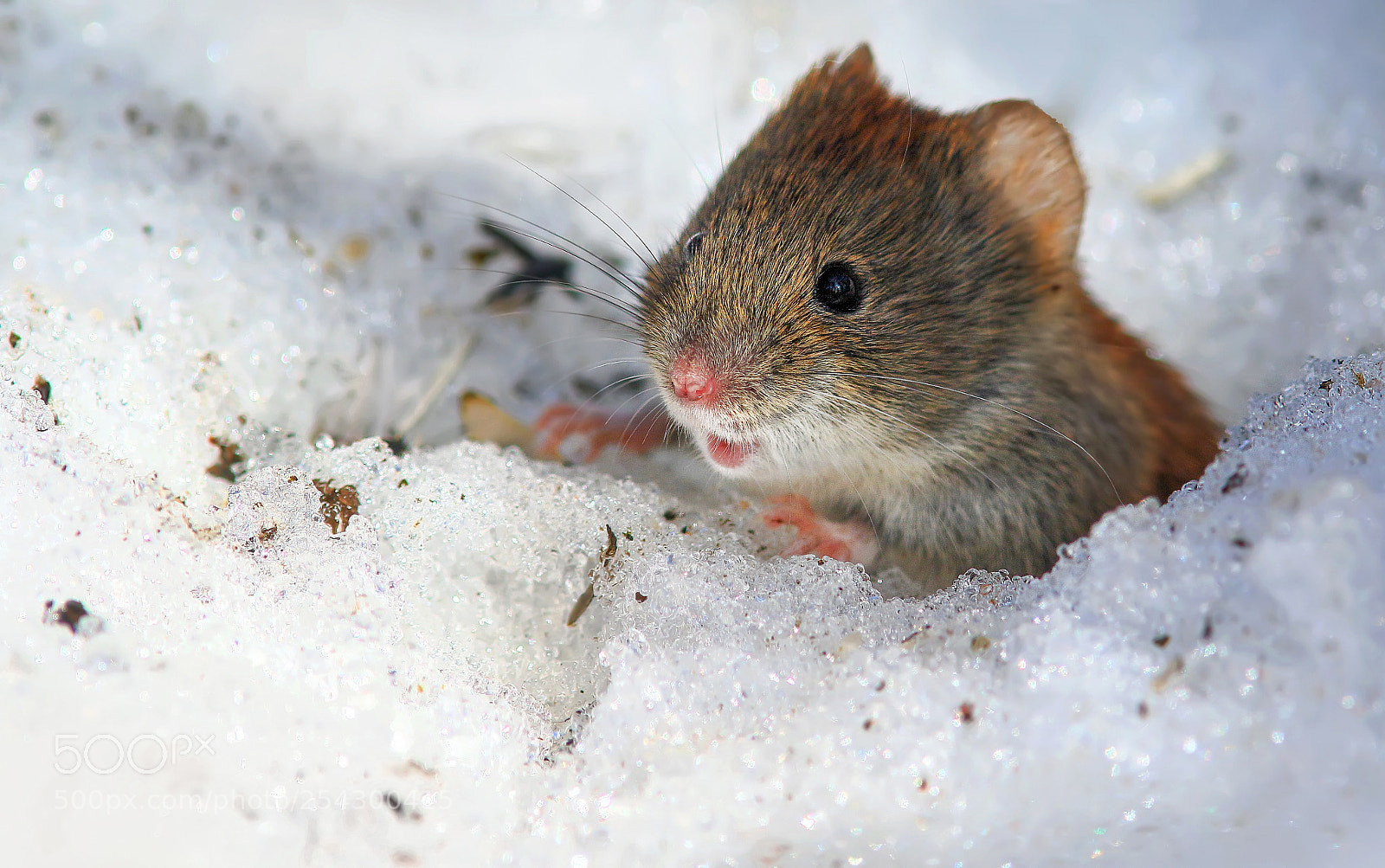 Canon EOS 7D Mark II sample photo. Funny mouse photography