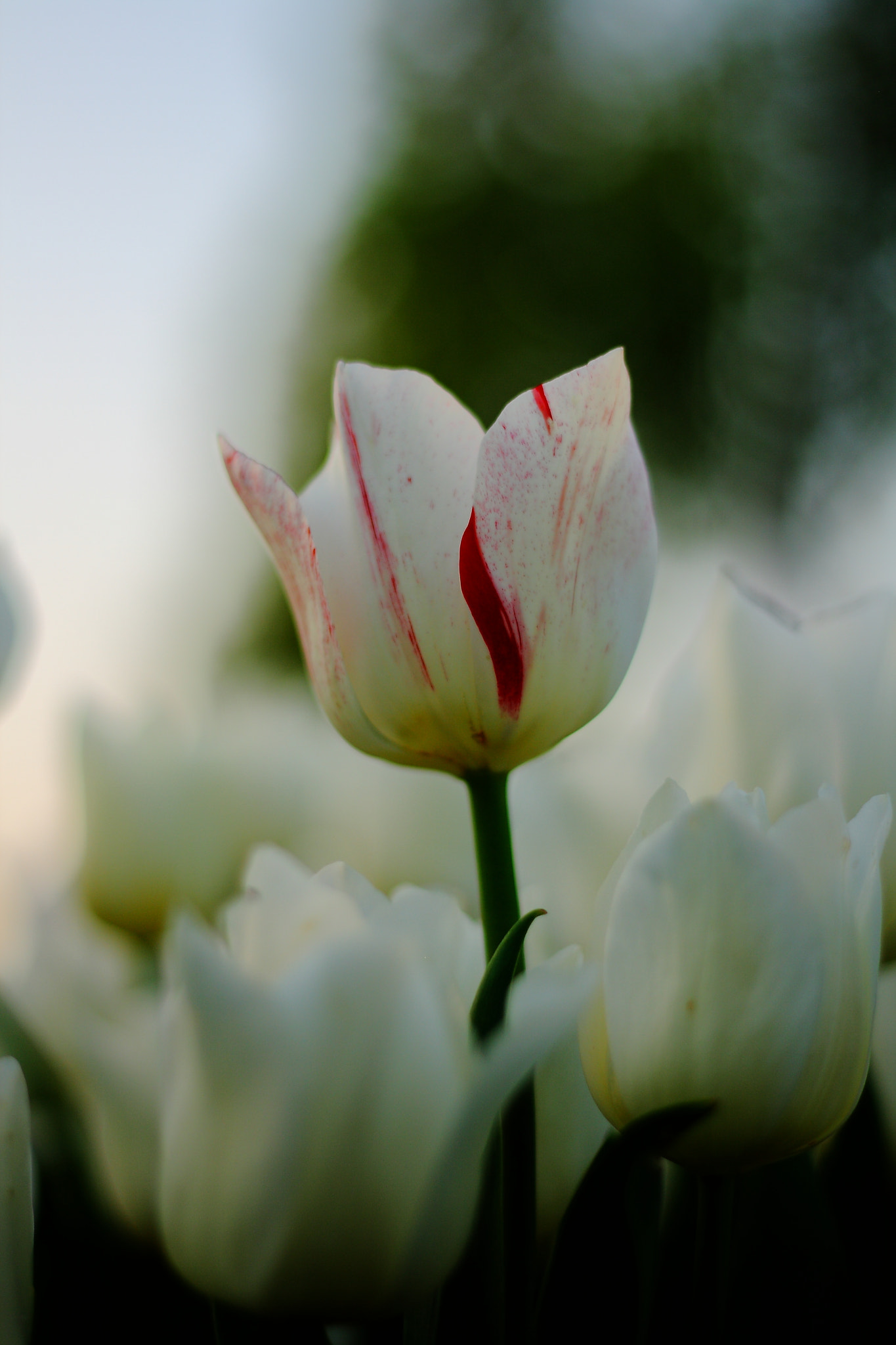 Canon EOS 400D (EOS Digital Rebel XTi / EOS Kiss Digital X) sample photo. White tulips photography