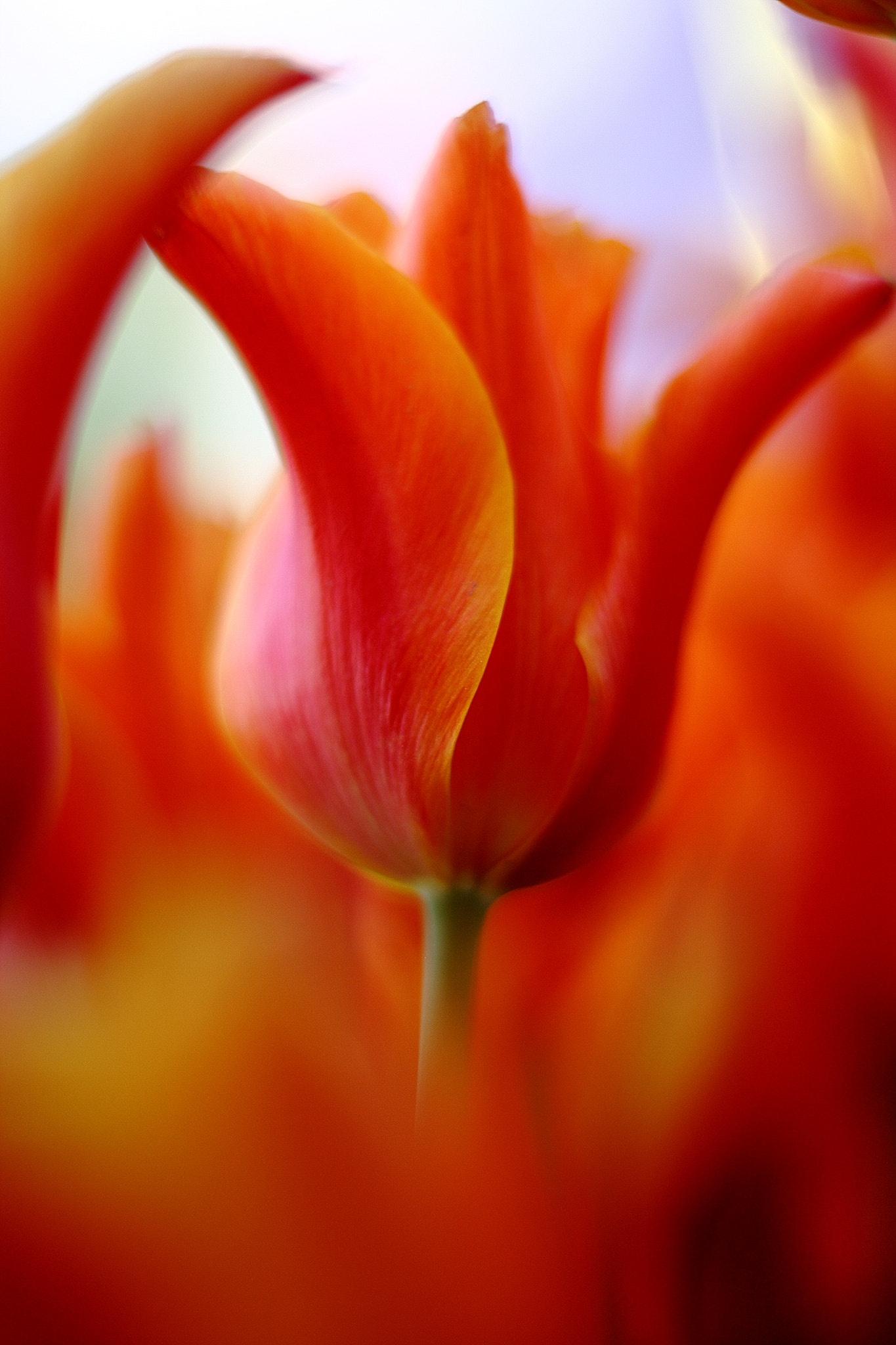Canon EOS 400D (EOS Digital Rebel XTi / EOS Kiss Digital X) + Canon EF 50mm F1.8 STM sample photo. Orange tulips photography
