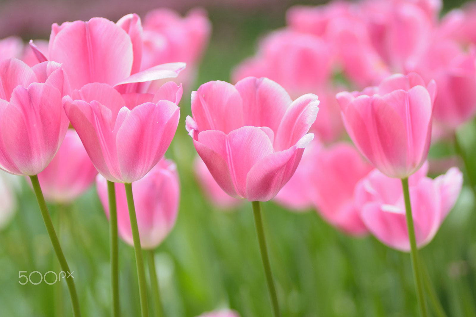 Nikon D5300 sample photo. Macro details of pink tulip flowers photography