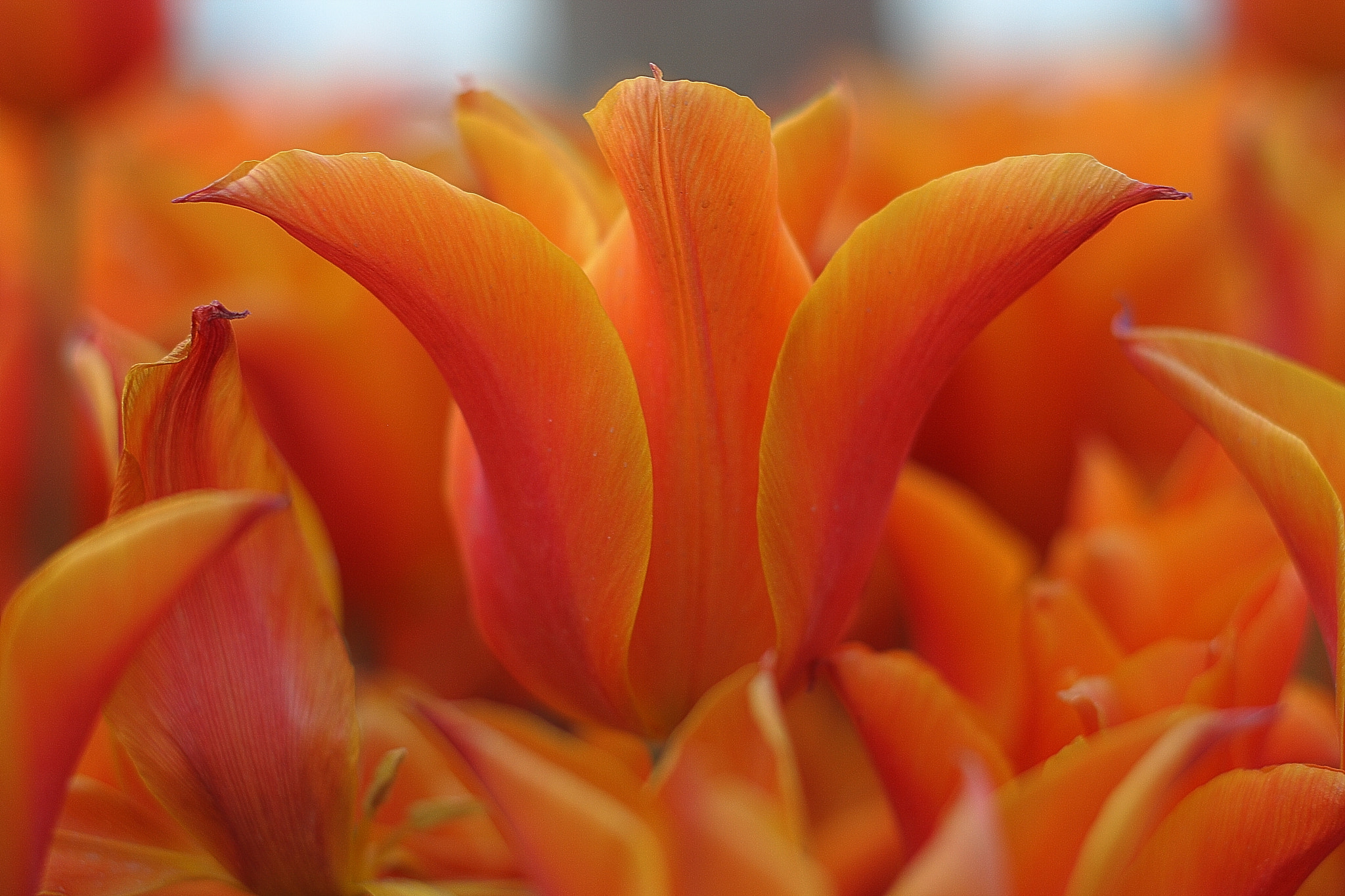 Canon EOS 400D (EOS Digital Rebel XTi / EOS Kiss Digital X) + Canon EF 50mm F1.8 STM sample photo. Orange tulips photography