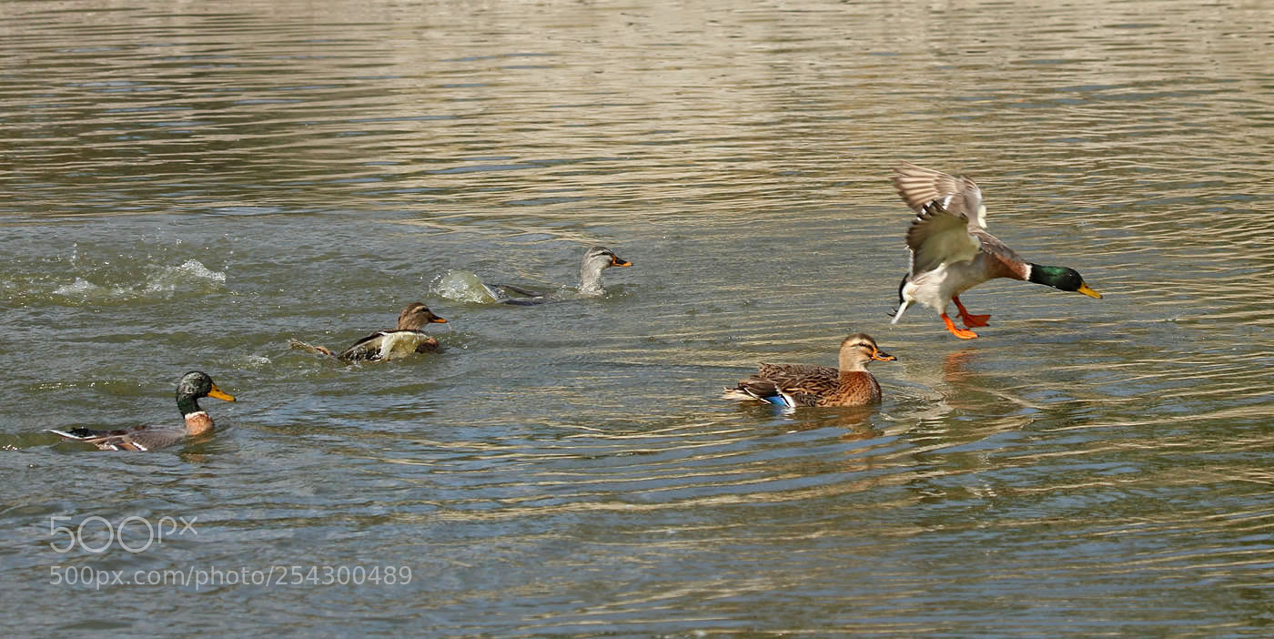 Canon EOS 60D sample photo. Чехарда photography