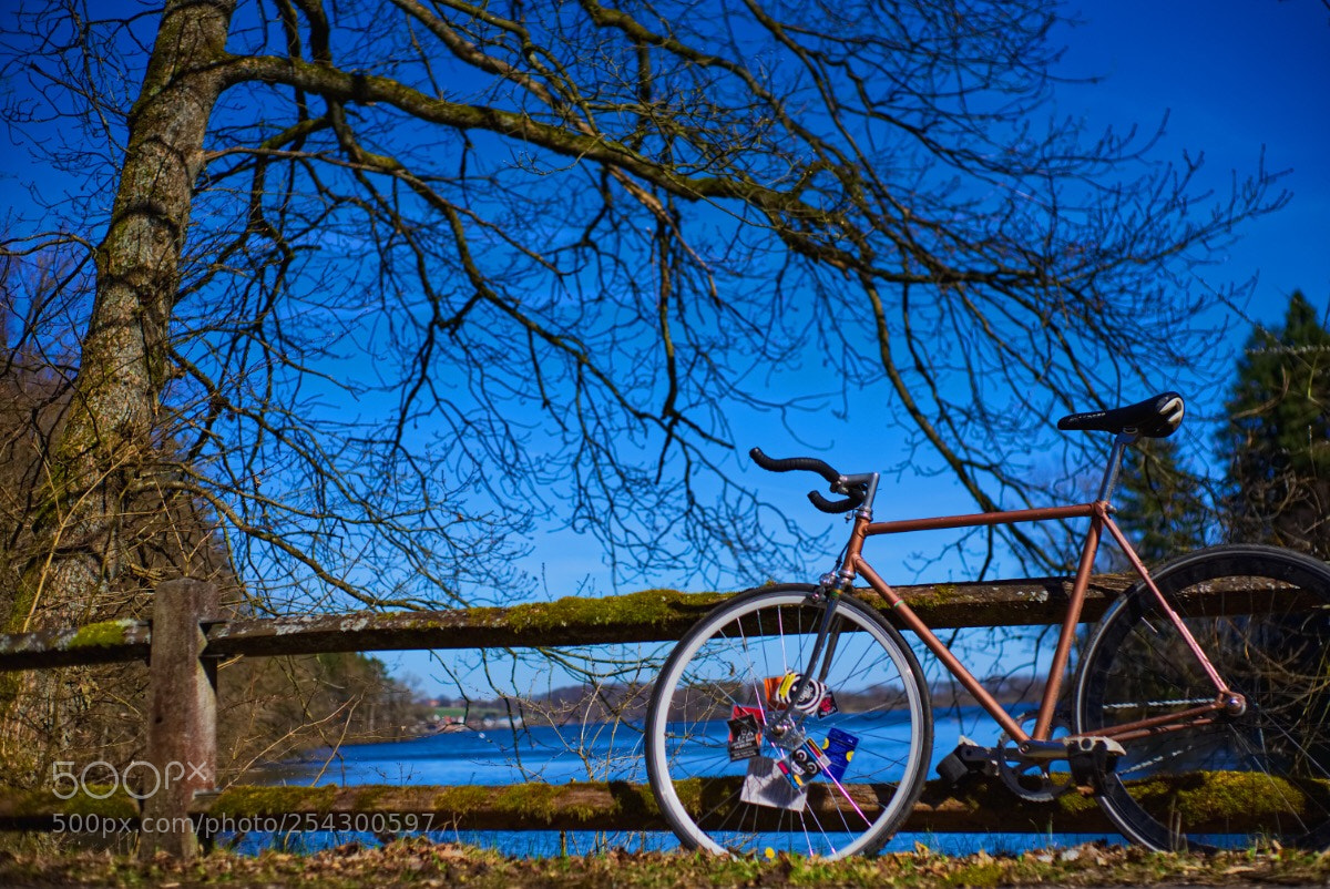 Sony a7 II sample photo. 44 /365 photography