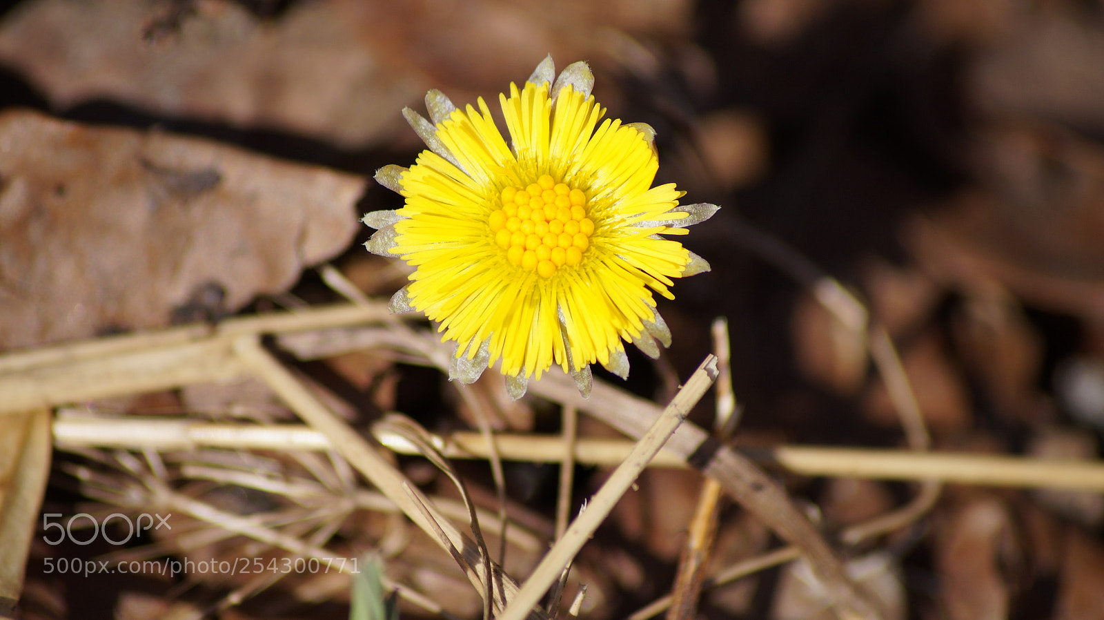 Sony SLT-A58 sample photo. Untitled photography