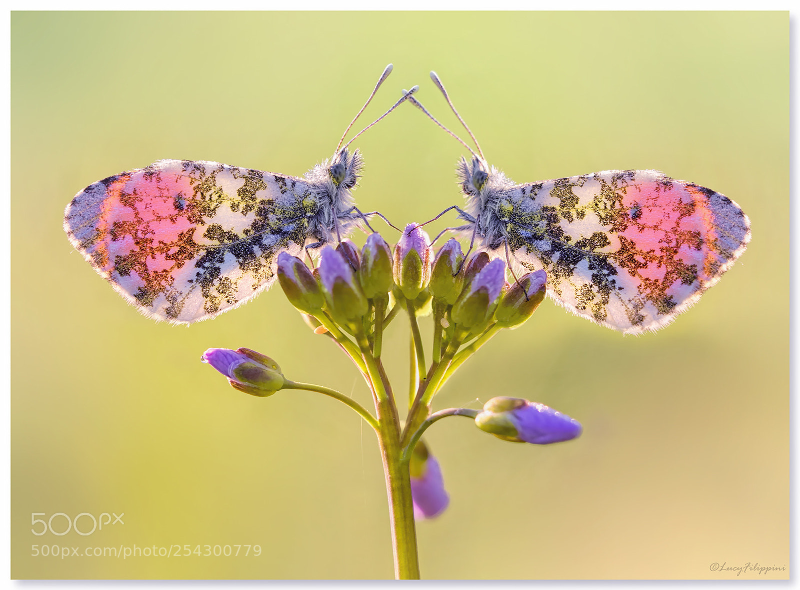 Olympus OM-D E-M1 sample photo. Orange tips... photography