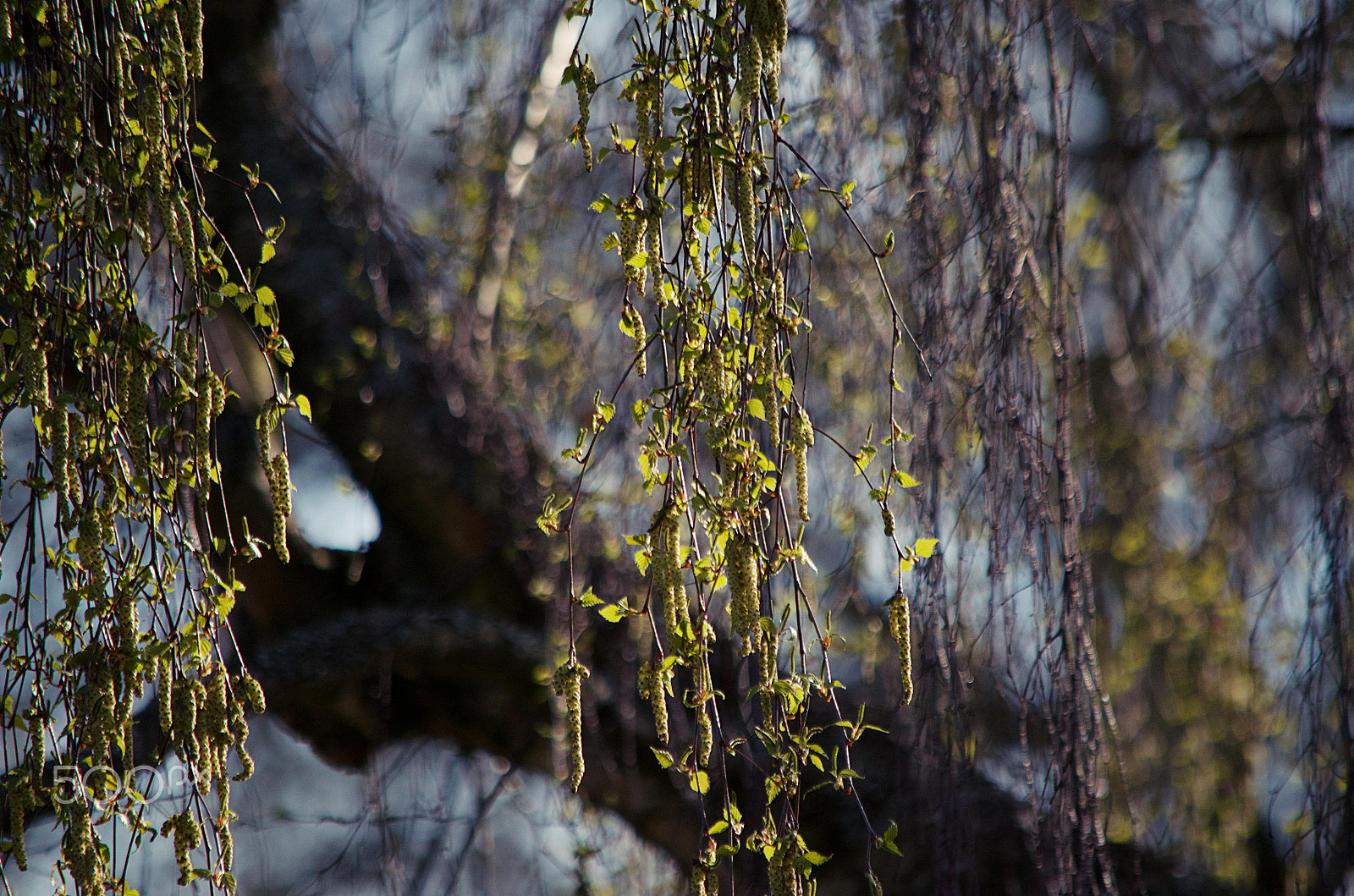 Nikon D5100 sample photo. Silver birch photography