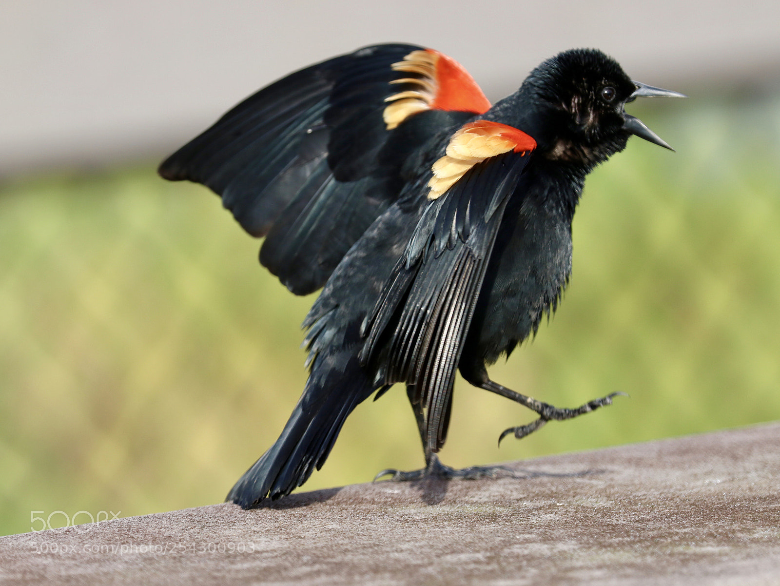 Canon EOS 80D sample photo. Red winged blackbird photography