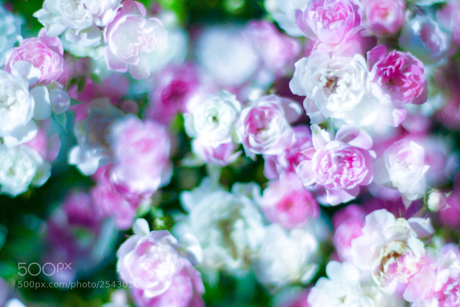 Canon EOS 70D sample photo. Rose photography