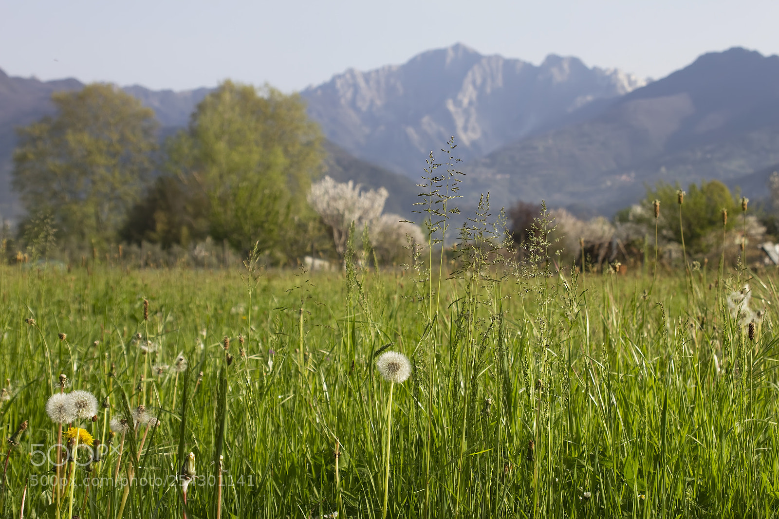 Canon EOS 7D sample photo. In the meadow photography