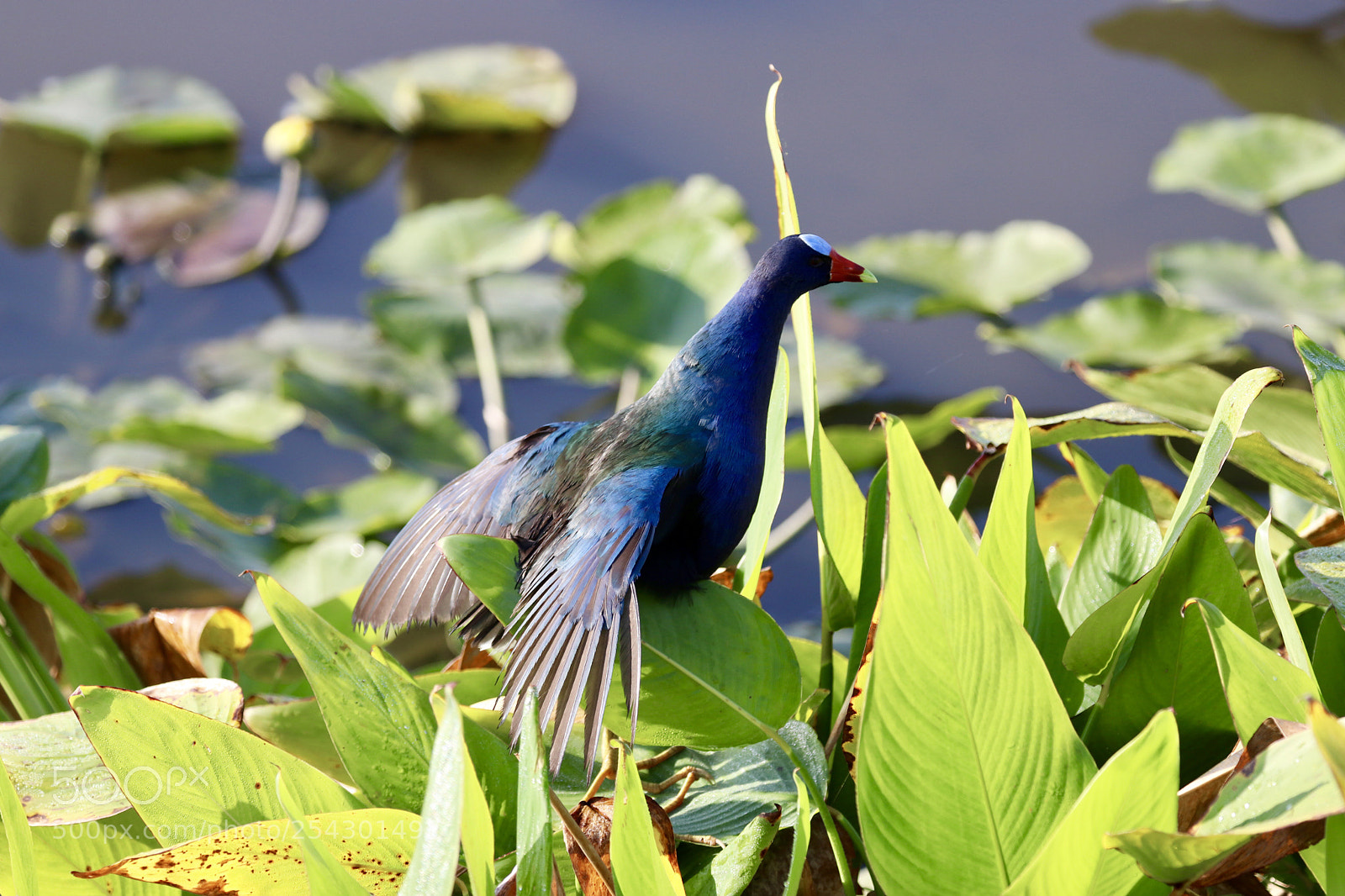 Canon EOS 80D sample photo. Purple gallinute photography