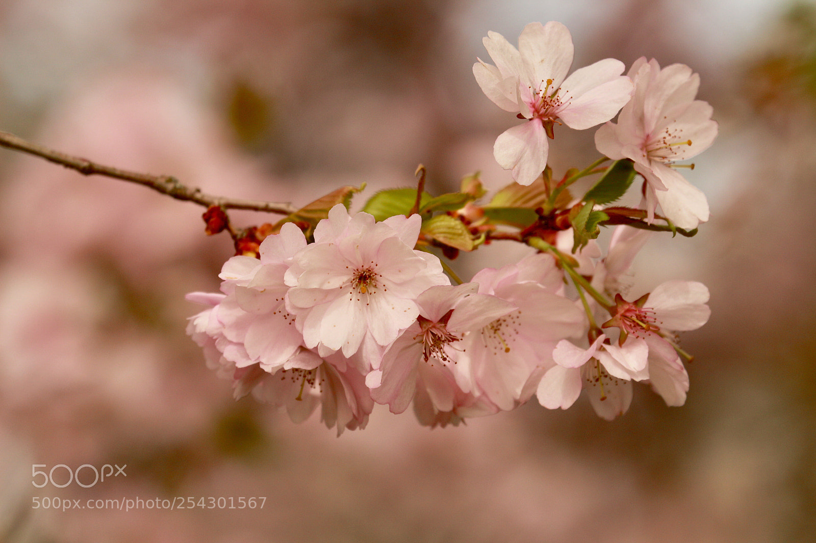 Canon EOS 700D (EOS Rebel T5i / EOS Kiss X7i) sample photo. Kirschblüten photography
