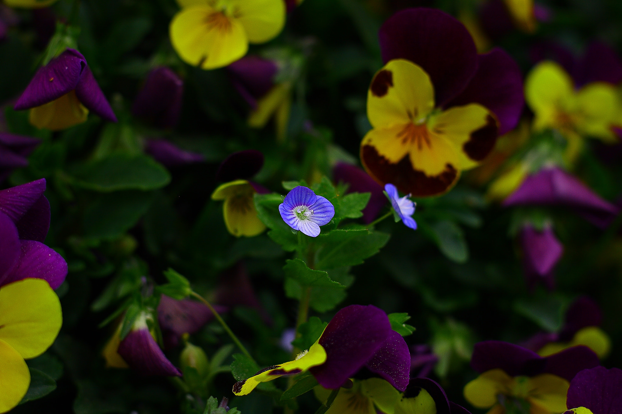 Canon EOS 400D (EOS Digital Rebel XTi / EOS Kiss Digital X) sample photo. Violets photography