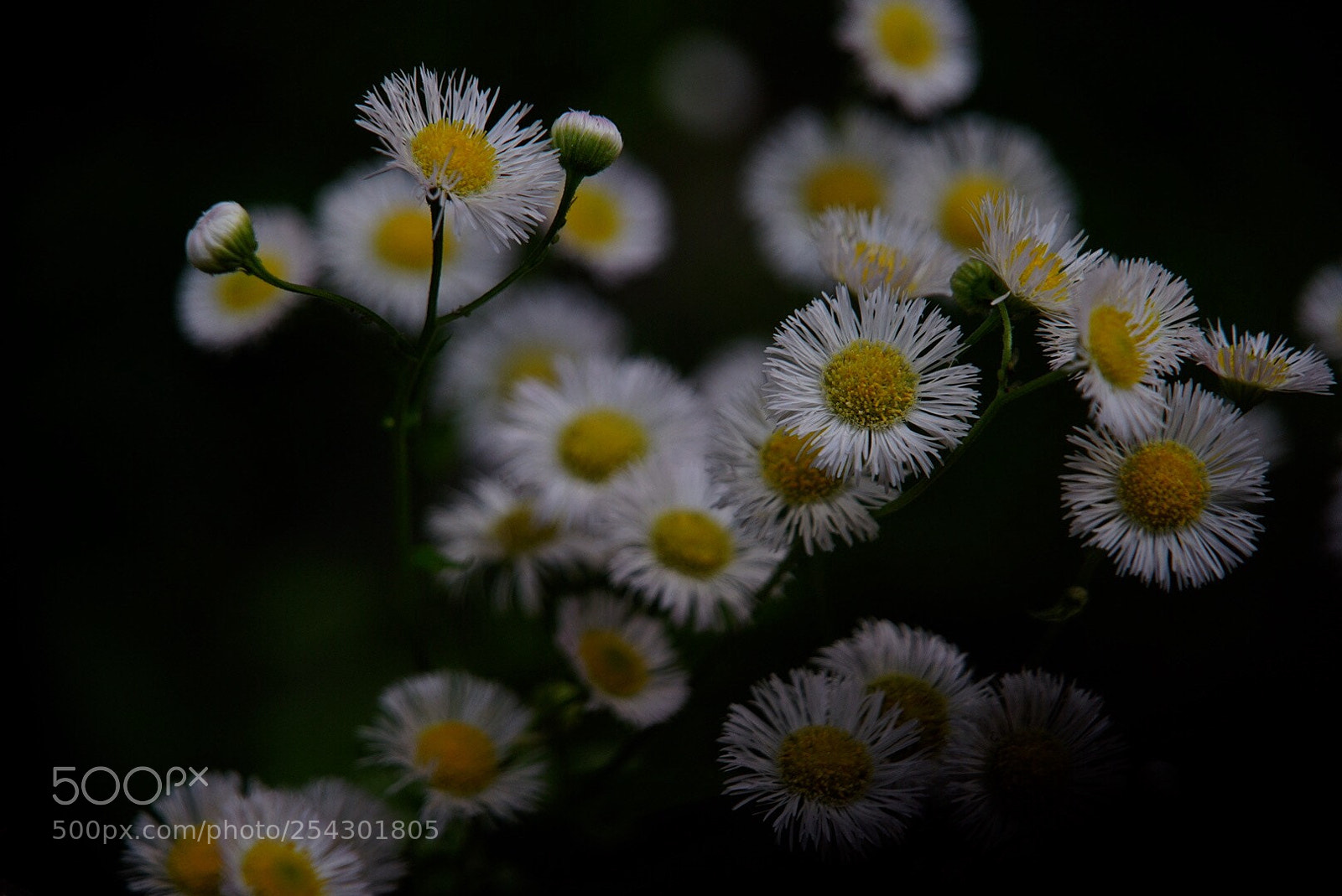 Sony a7 II sample photo. Untitled photography