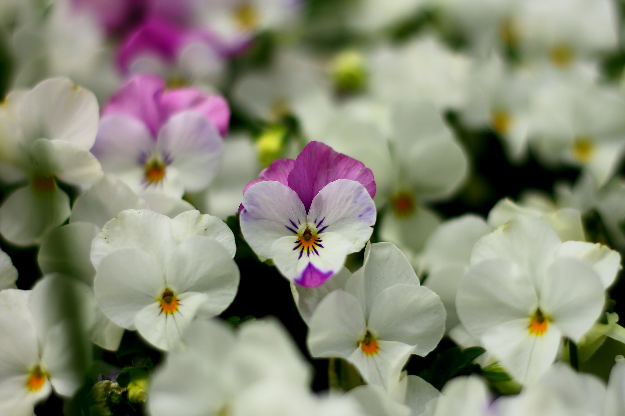 Canon EOS 400D (EOS Digital Rebel XTi / EOS Kiss Digital X) sample photo. Violets photography