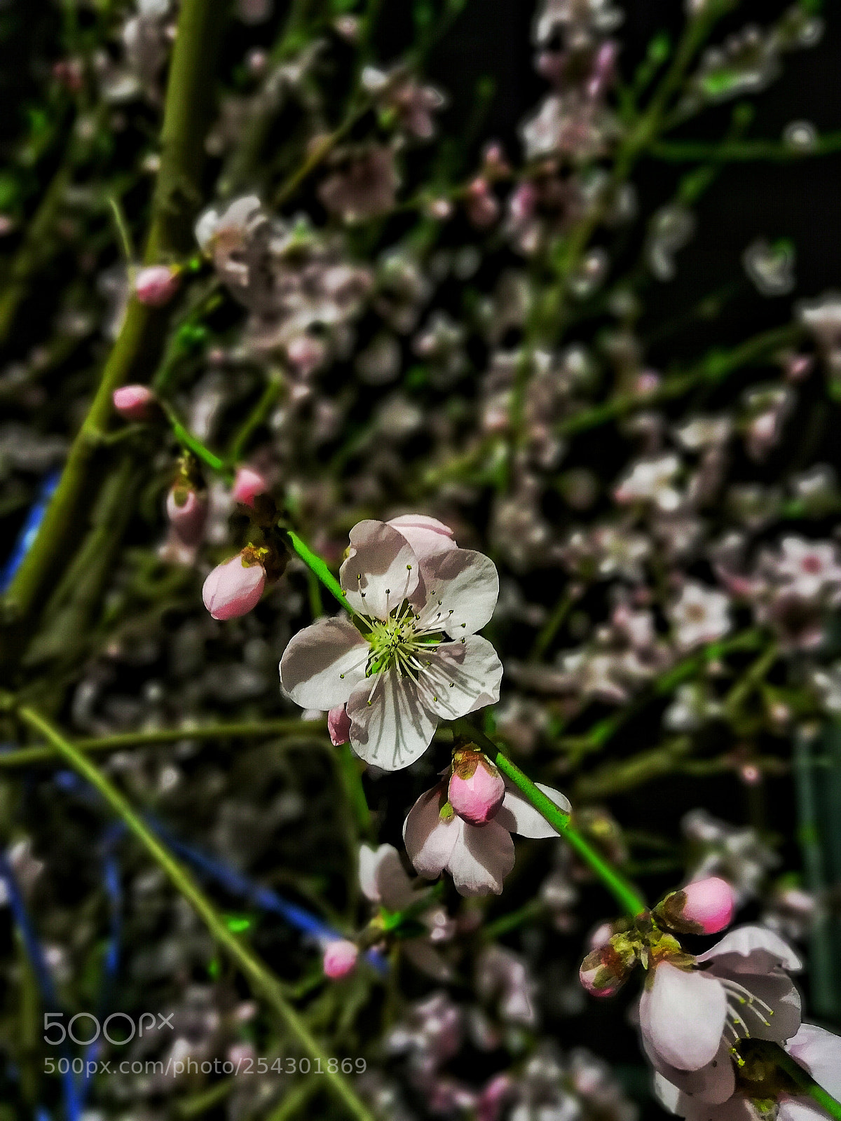 HUAWEI Mate 10 Pro sample photo. Untitled photography