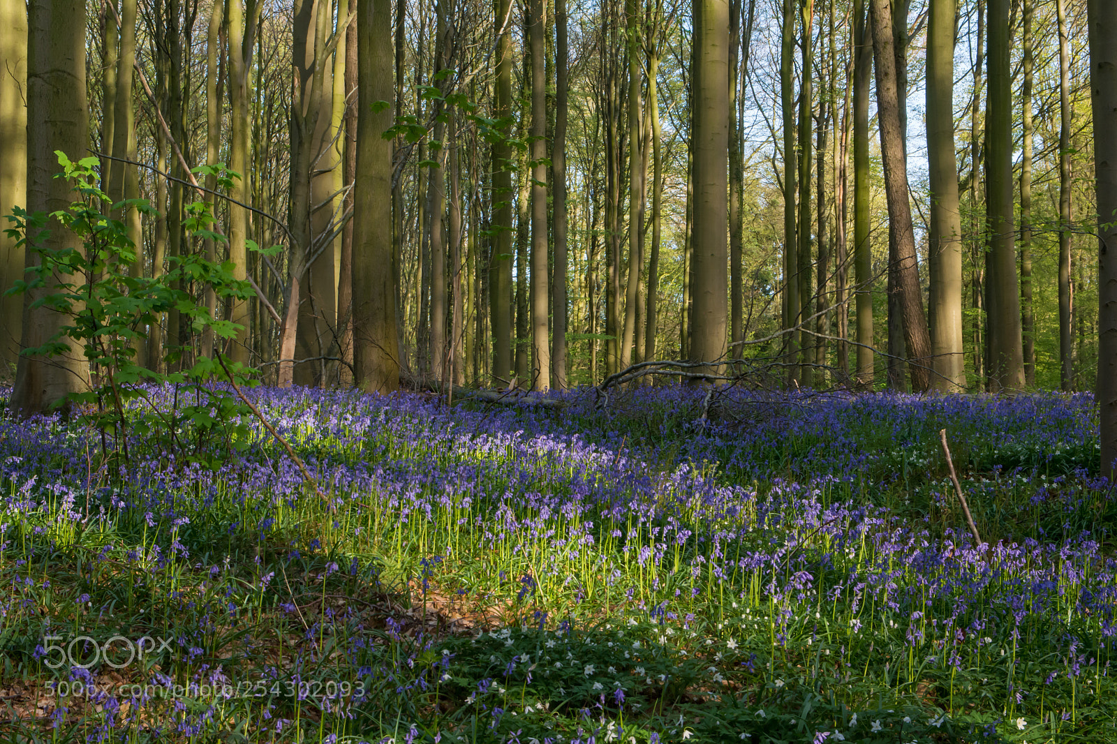 Nikon D5200 sample photo. Carpet of bluebells. photography
