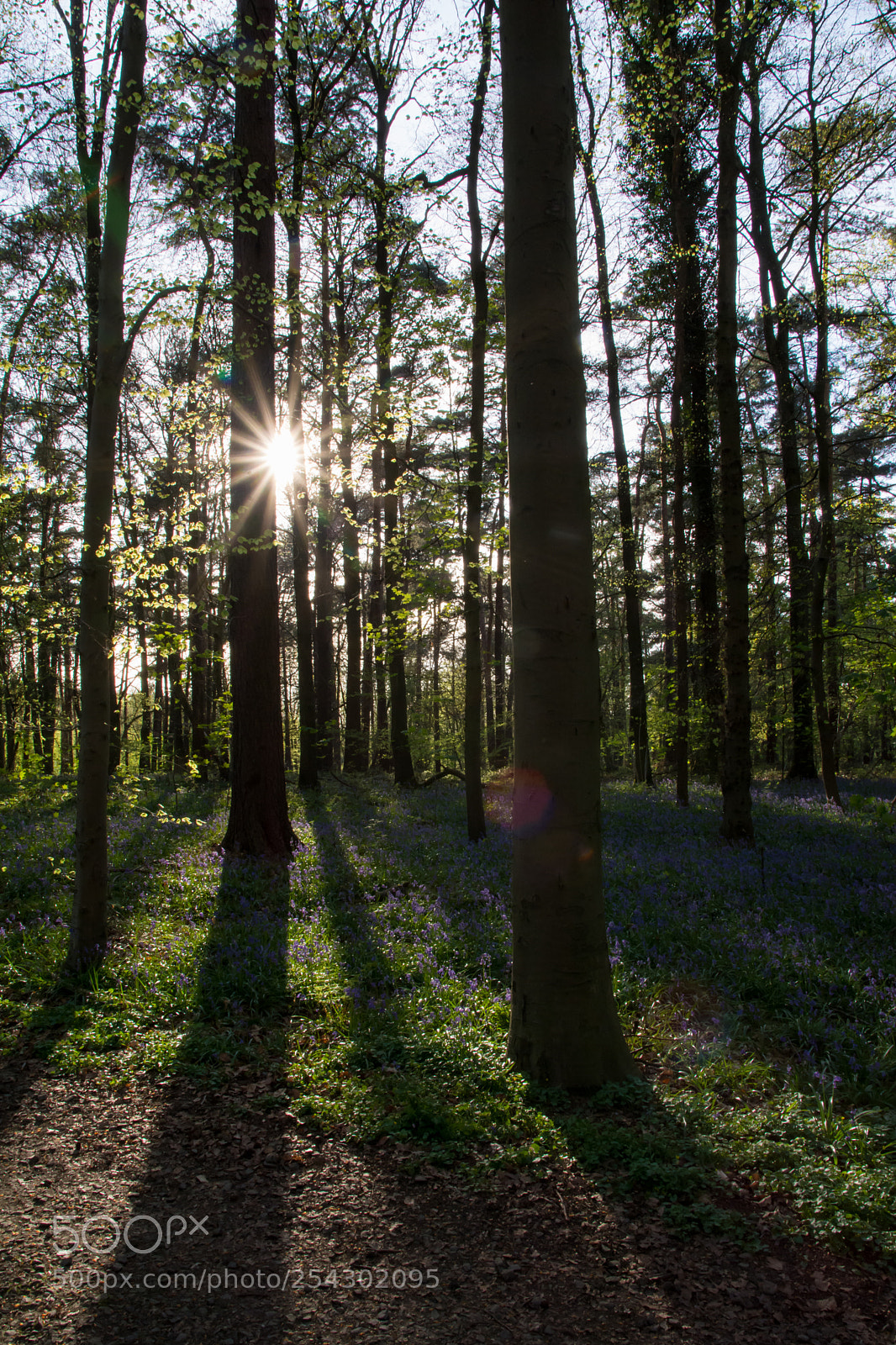 Nikon D5200 sample photo. Light and shadows on photography
