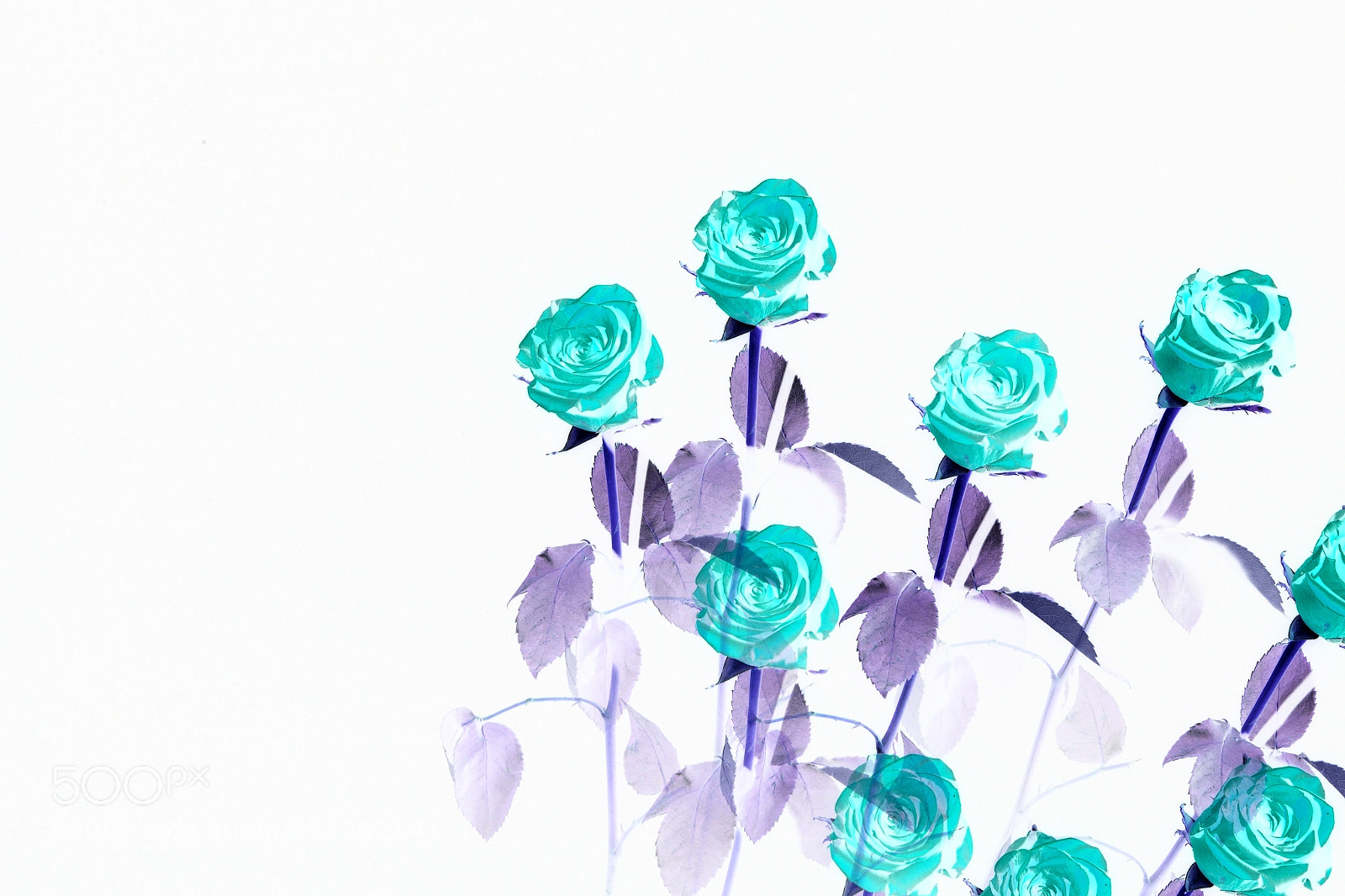 Nikon D3300 sample photo. Roses on white photography