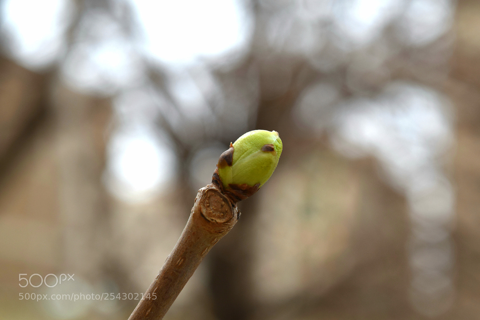 Nikon D3300 sample photo. Borning photography