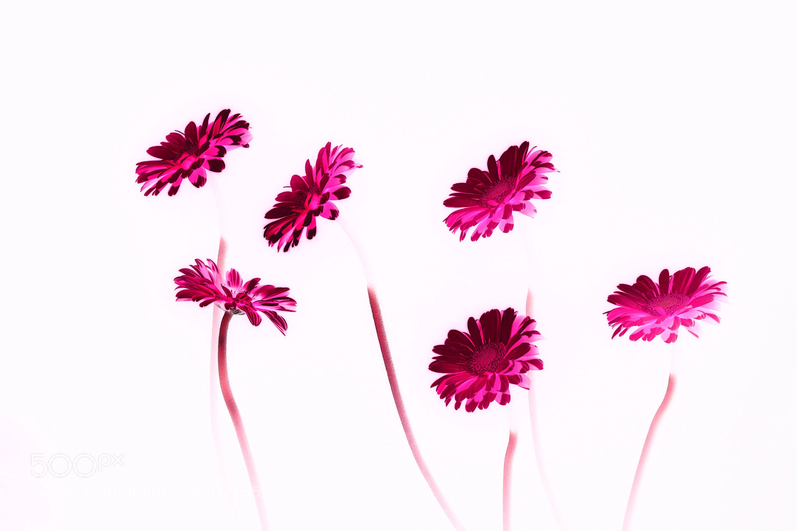 Nikon D3300 sample photo. Herberas on white photography