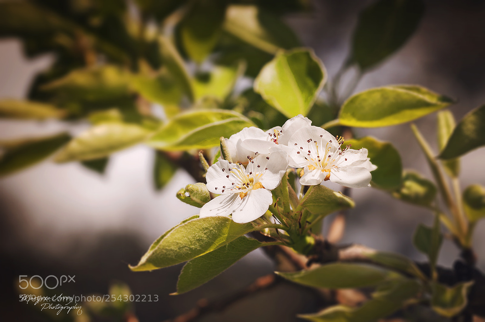 Nikon D300 sample photo. Pear blossom photography