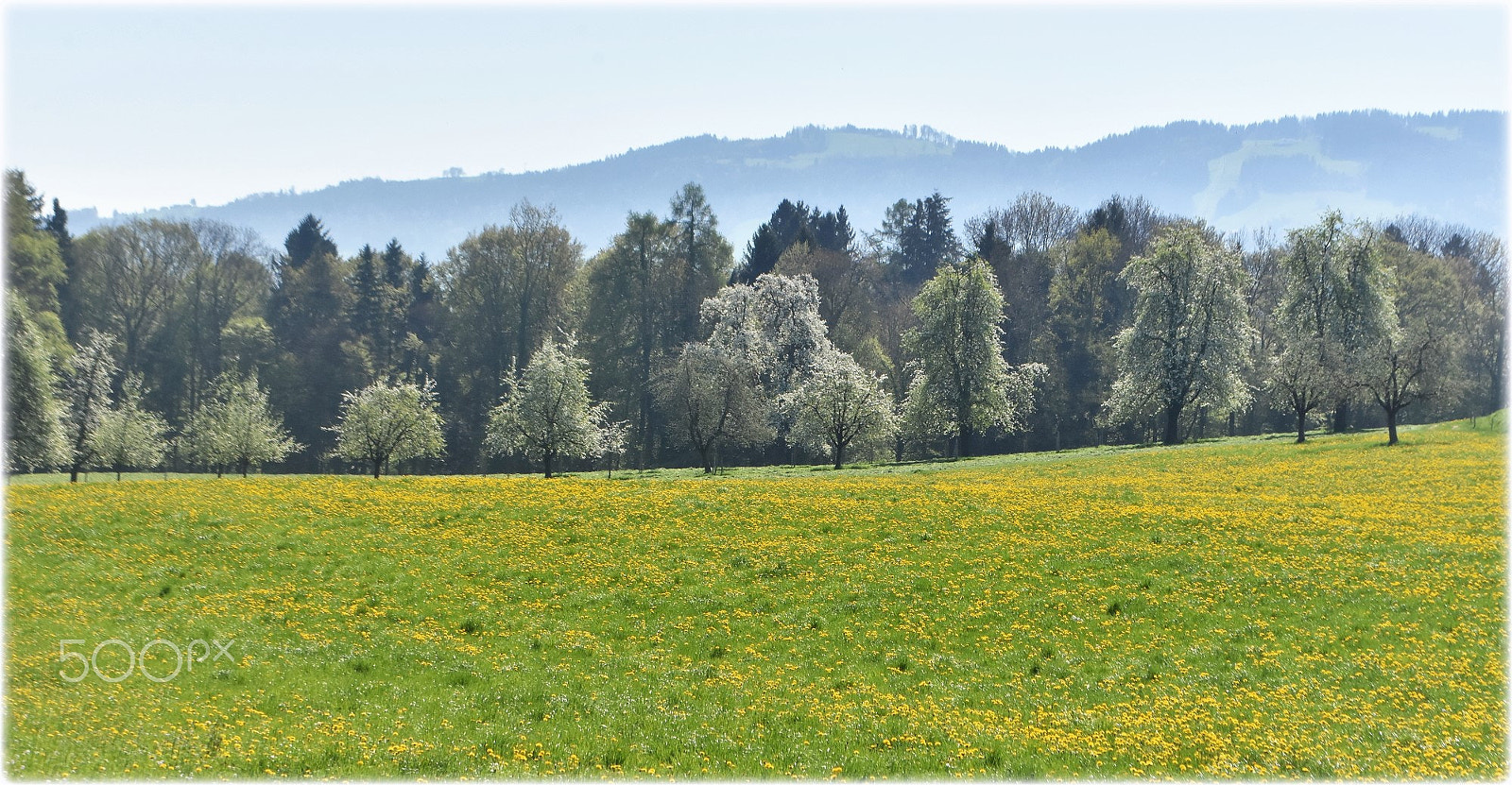 Nikon D7200 sample photo. "blossom trees" photography