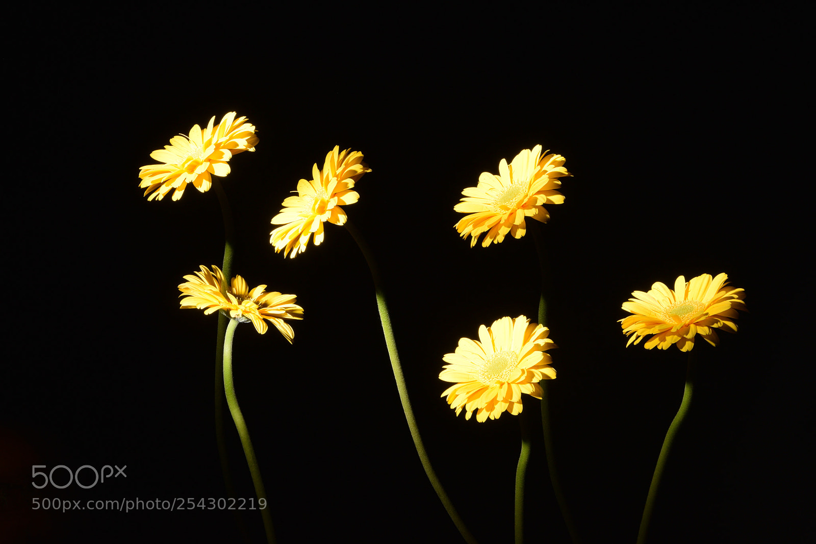 Nikon D3300 sample photo. Herberas on black photography