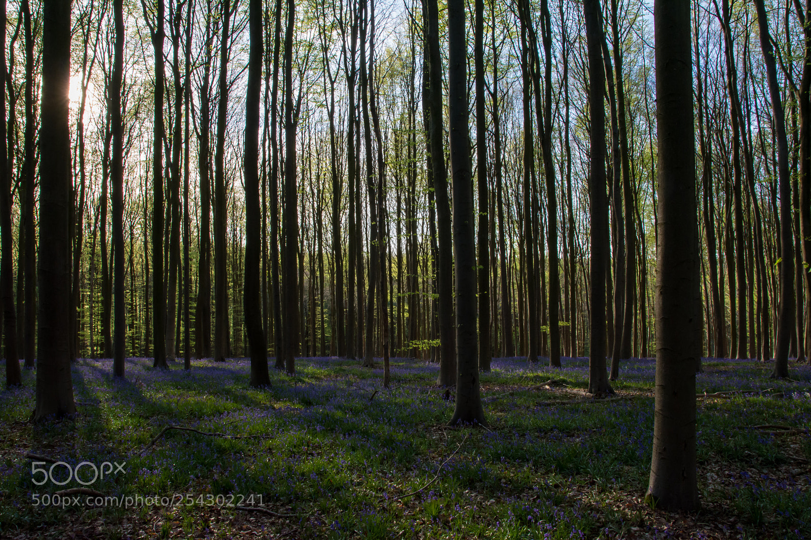 Nikon D5200 sample photo. Sunrays and bluebells. photography