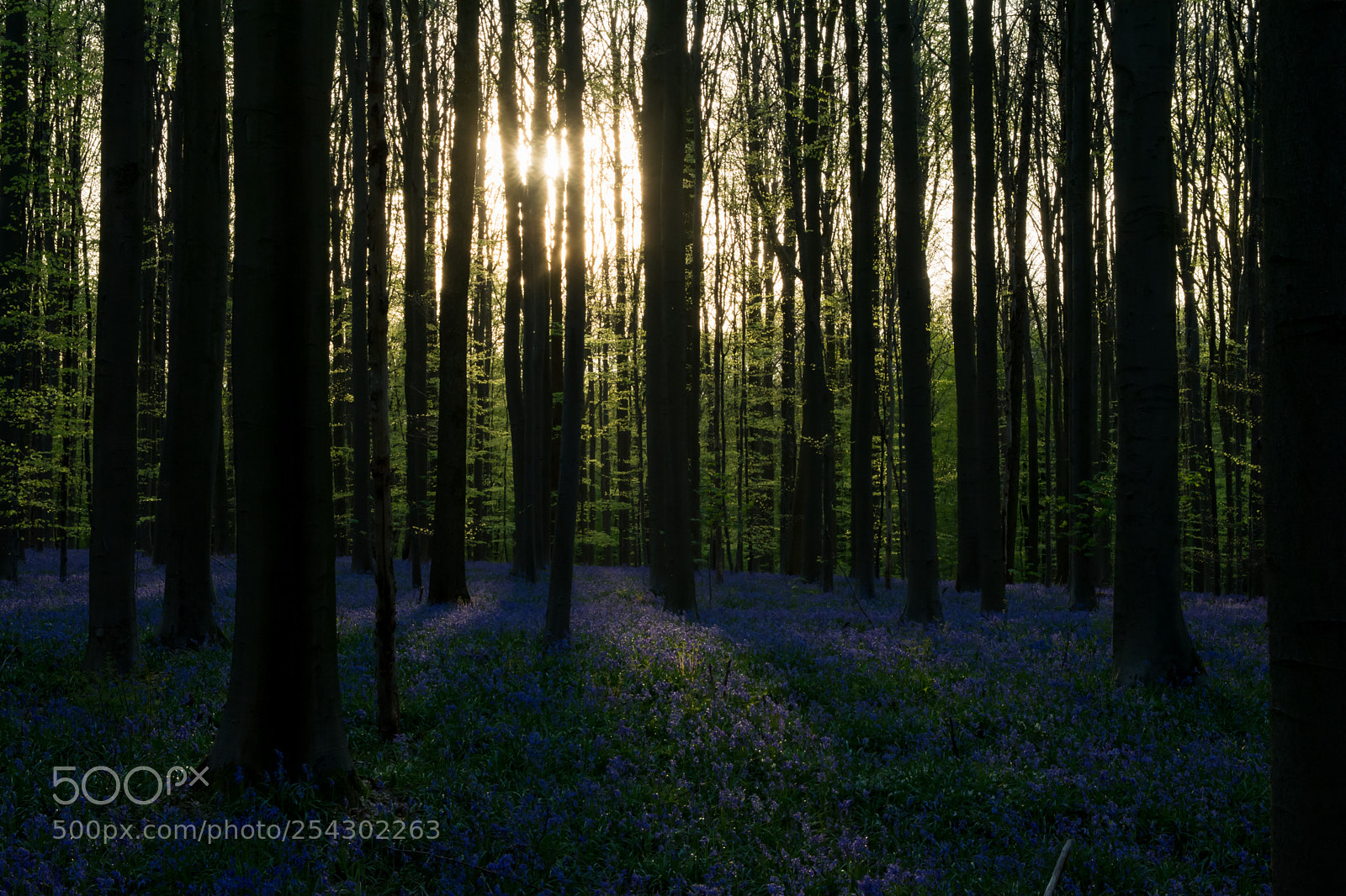 Nikon D5200 sample photo. Sunrays and bluebells. photography