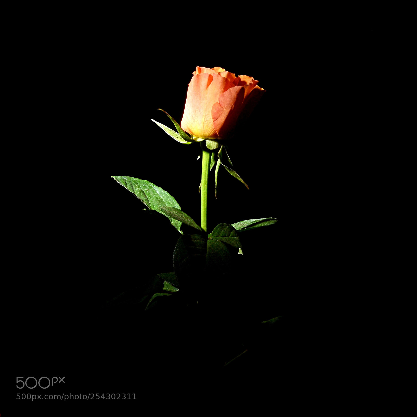 Nikon D3300 sample photo. Rose on black photography