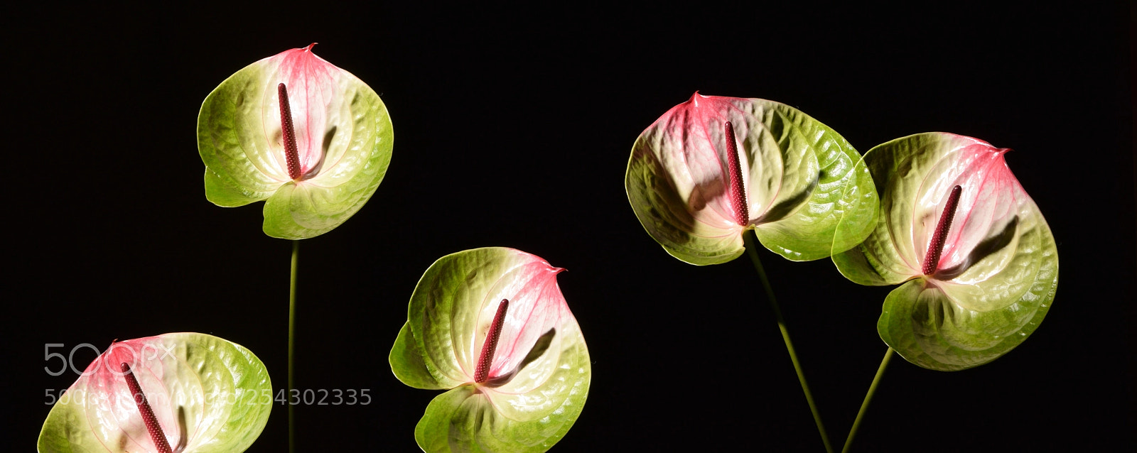 Nikon D3300 sample photo. Anturiums on black photography
