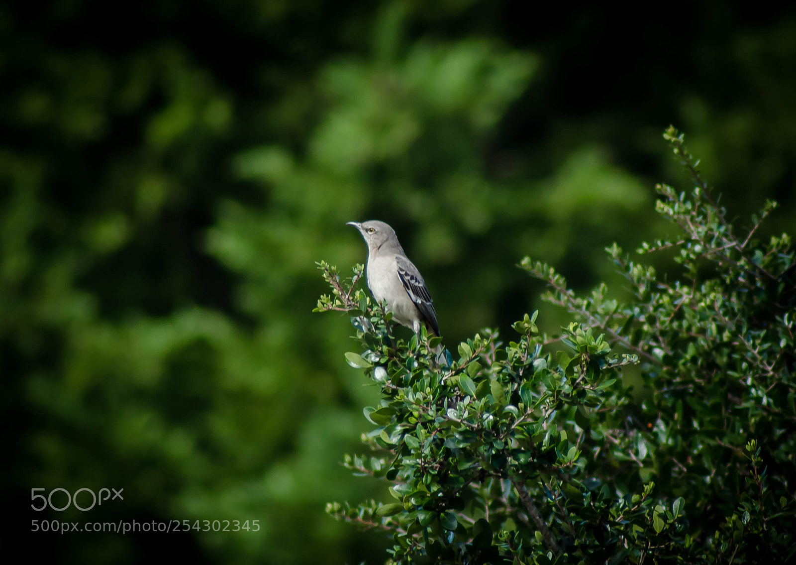 Nikon D7000 sample photo. A bird with courage photography