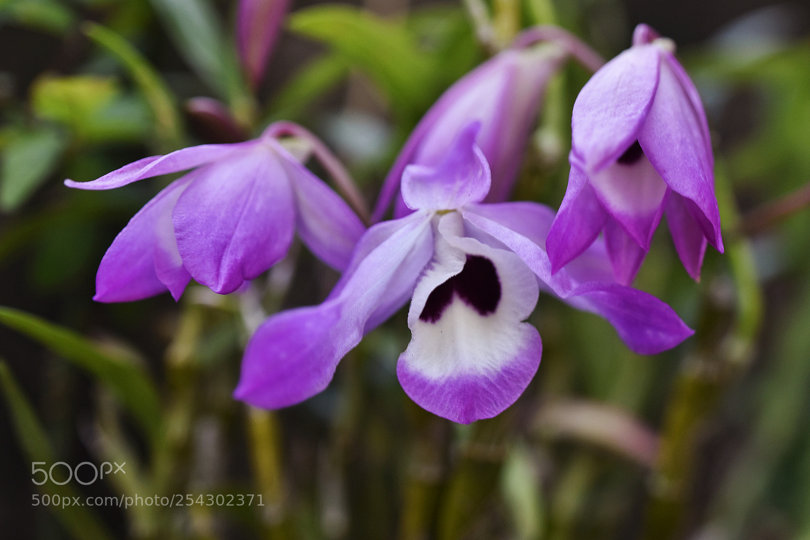 Nikon D810 sample photo. Dendrobium nobile photography