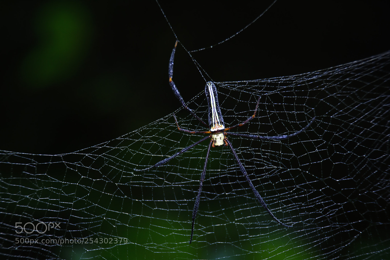 Nikon D7100 sample photo. Spider photography