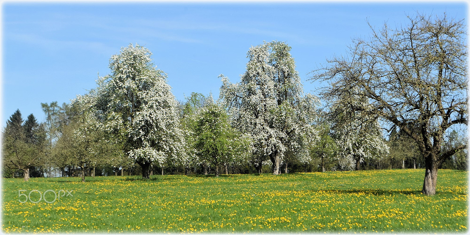 Nikon D7200 sample photo. "blossom trees,;" photography