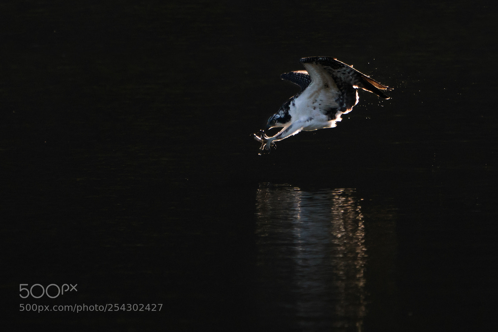 Sony a9 sample photo. Osprey dive vi photography